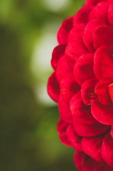 Abstract blurred floral background. red and green colors