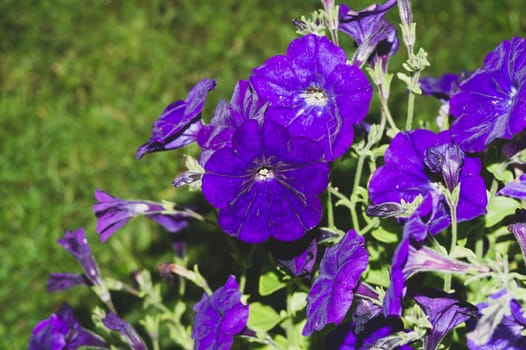Blue flowers in the garden. floral background