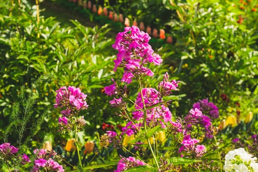 Pink flowers in the garden. floral background