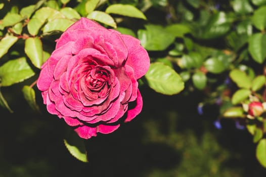 Pink rose close up. red flower in the garden. floral background