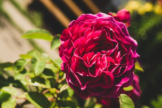 Red rose close up. scarlet flower in the garden. floral background