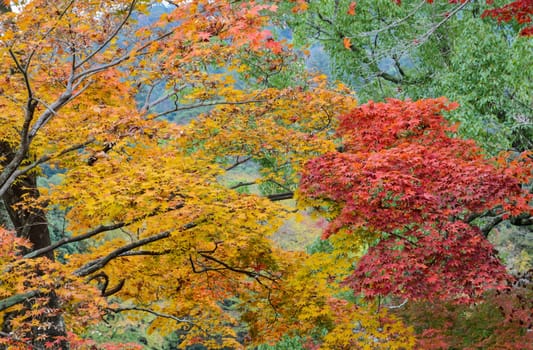 Autumn color leaves of Japanese maple trees. Yellow and red color leaves.