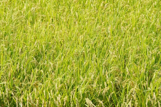 Rice plantation. Green rice paddy field. Organic rice farm in Japan.