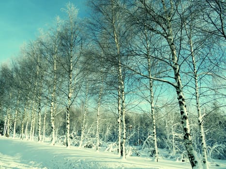 snow white cold winter beautiful ice cream trees landscape