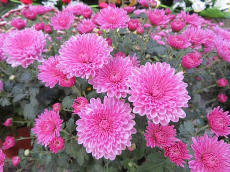beautiful flowers colors natural smells delicate gift detail
