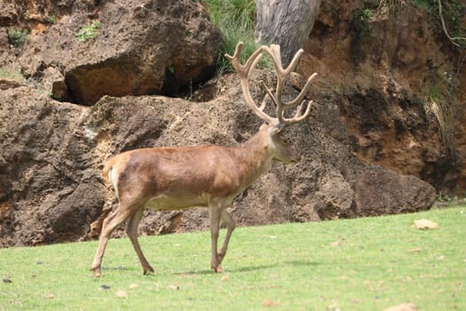 beautiful animals of different type variety nature example of life