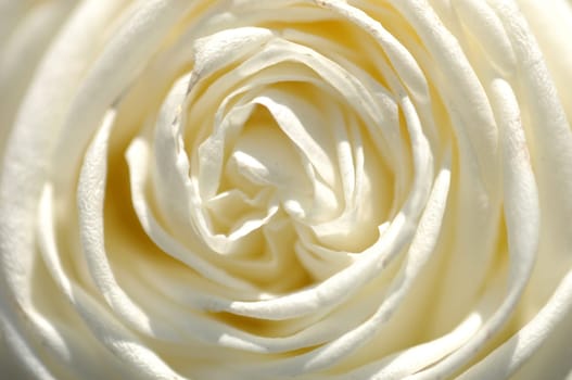 white rose macro photo