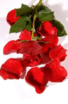 red rose on a white background