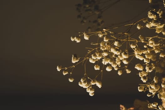 Dried white flowers closeup. floral background