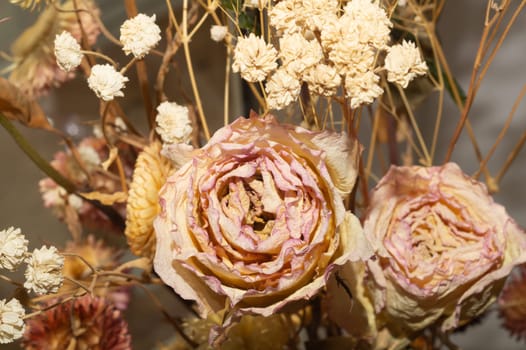 Dried rose close up. dried flowers background