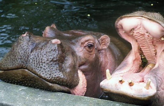 ..Nile hippopotamus, a herbivorous mammal