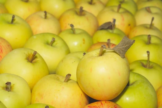 Many apples background. fresh fruits. organic healthy food. vegetarian nutrition
