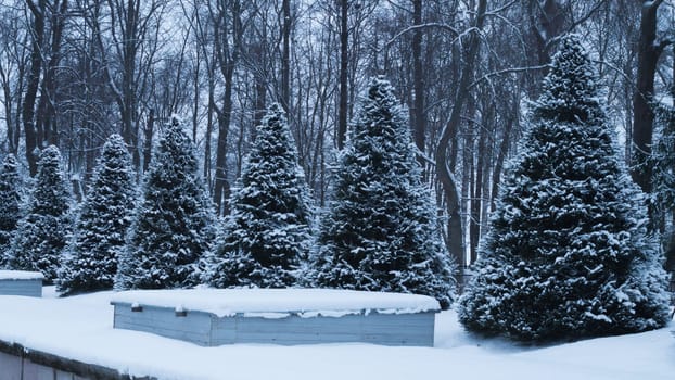 Row of snow covered fir trees. snowy spruces in the park
