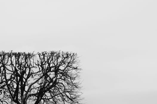 Square shaped bush. trimmed hedge with geometric shape. nature concept with copy space. tree branches against the sky