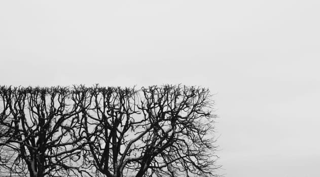 Square shaped bush. trimmed hedge with geometric shape. nature concept with copy space. tree branches against the sky