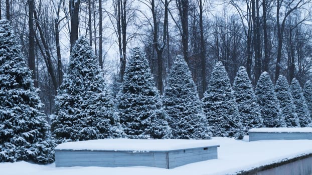 Row of snow covered fir trees. snowy spruces in the park