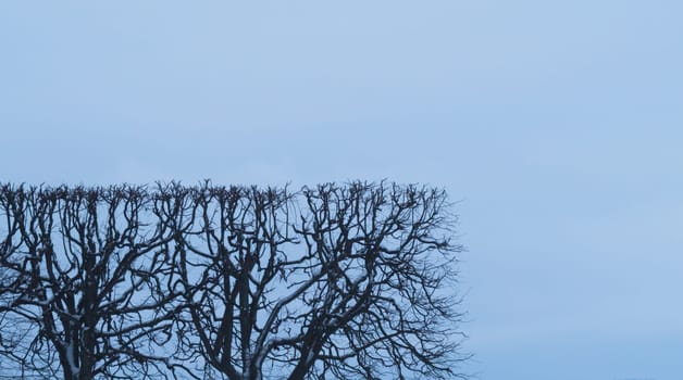 Square shaped bush. trimmed hedge with geometric shape. nature concept with copy space. tree branches against the sky