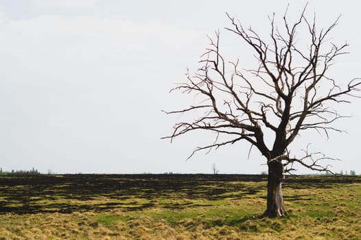 Lonely dry tree on the field. old tree standing alone in the meadow