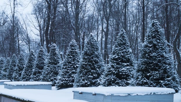 Row of snow covered fir trees. snowy spruces in the park
