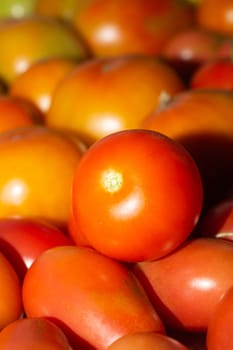 Tomatoes background. organic vegetables. healthy food vegetarian nutrition