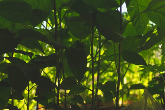 Paprika plant leaves close up. sweet pepper growth. organic growing