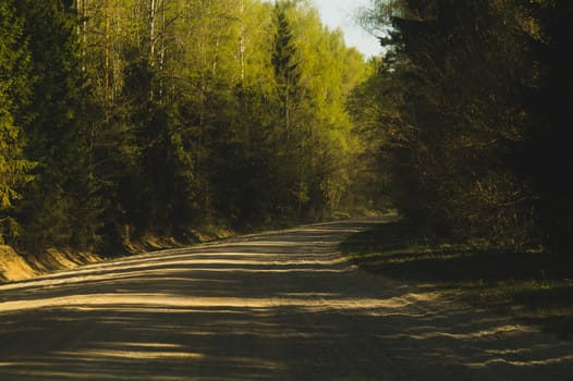 Forest road. way through the forest. country roadway