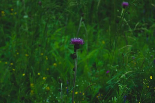 Foliage in the forest abstract background. fresh grass and flowers texture