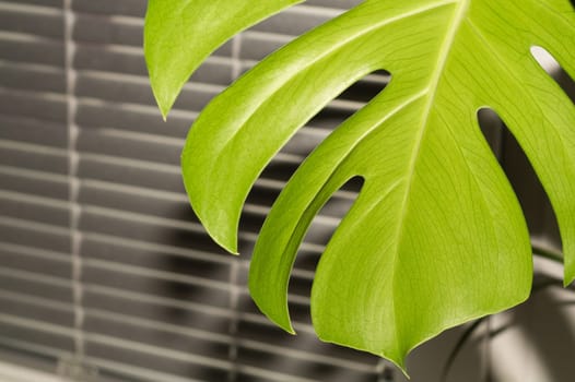 Monstera leaf close up. home plant. botanical background
