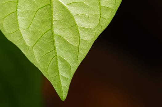 Paprika plant leaf close up. sweet pepper growth. organic growing