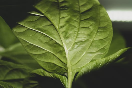 Paprika plant leaf close up. sweet pepper growth. organic growing