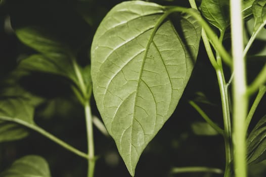 Paprika plant leaf close up. sweet pepper growth. organic growing