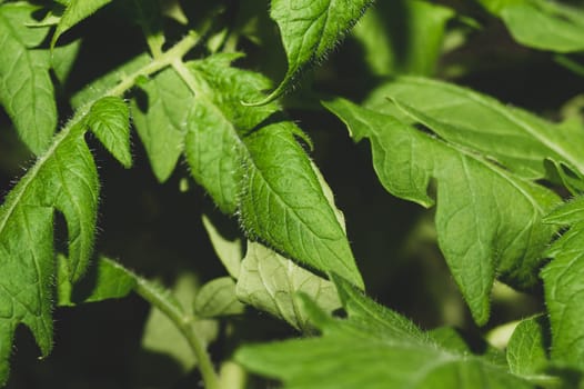 Tomato plant leaves. food growth. organic growing background
