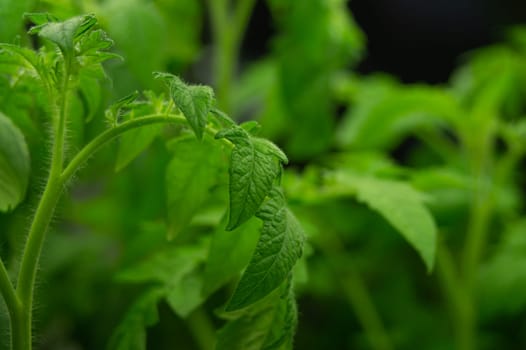 Tomato plant leaves. food growth. organic growing background