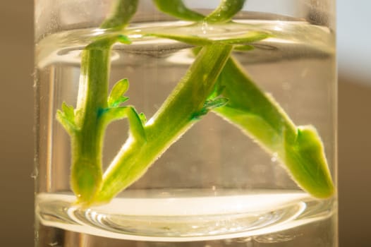 Green sprout of a home plant. Plant sprout in a glass. ecology concept