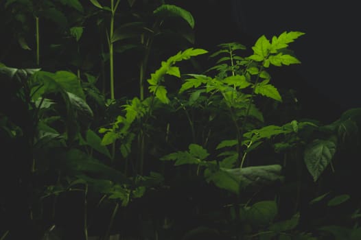 Tomato plant leaves. food growth. organic growing background