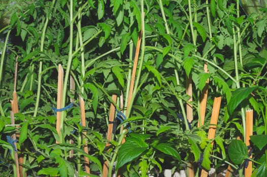 Tomato plant leaves. food growth. organic growing background