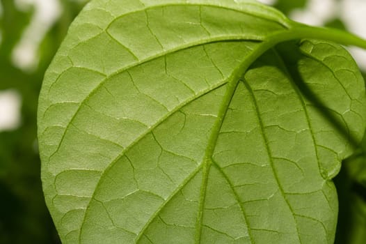 Paprika plant leaf close up. sweet pepper growth. organic growing