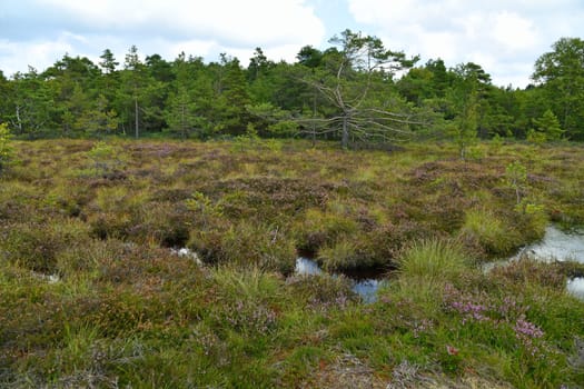 Black moor in the Rhön