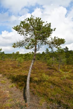 Black moor in the Rhön