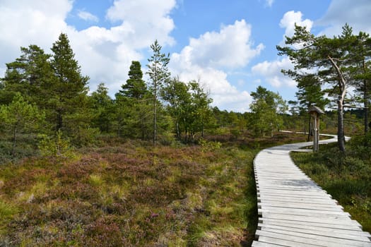 Black moor in the Rhön