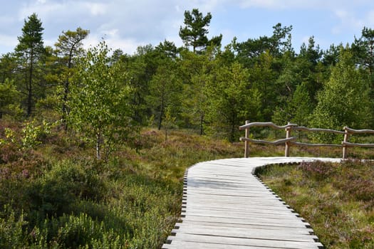 Black moor in the Rhön