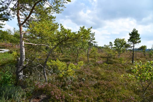 Black moor in the Rhön