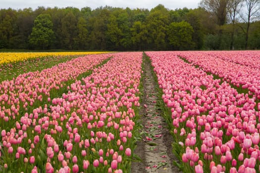 Colorful field of tulips in the Netherlands