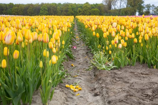 Colorful field of tulips in the Netherlands