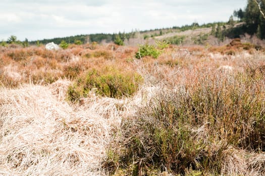 The High Fens, Hoge Venen, Belgium, Signal Van Botrange