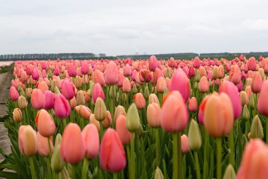 Colorful field of tulips in the Netherlands