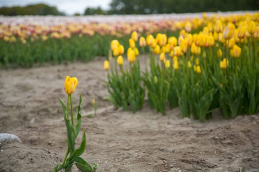 Colorful field of tulips in the Netherlands