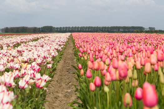 Colorful field of tulips in the Netherlands