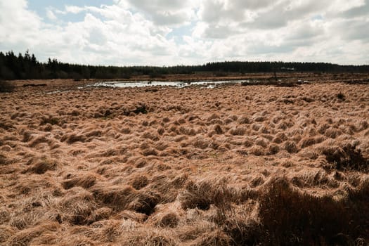 The High Fens, Hoge Venen, Belgium, Signal Van Botrange