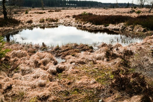 The High Fens, Hoge Venen, Belgium, Signal Van Botrange